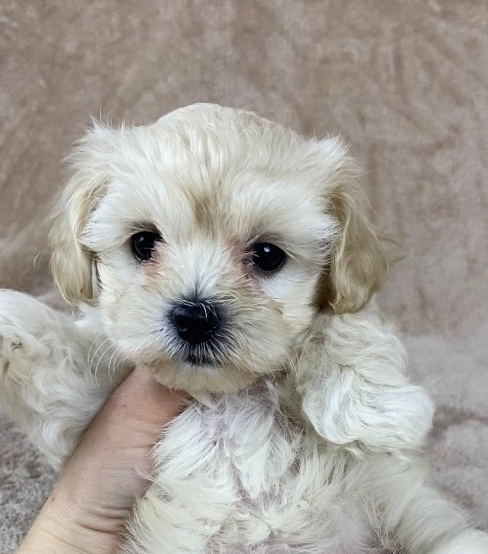 мальтипу F 1-ДЕВОЧКА 