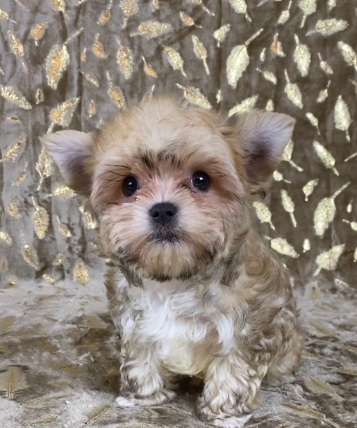 генерал -русская салонная собака МАЛЬЧИК-СВОБОДЕН